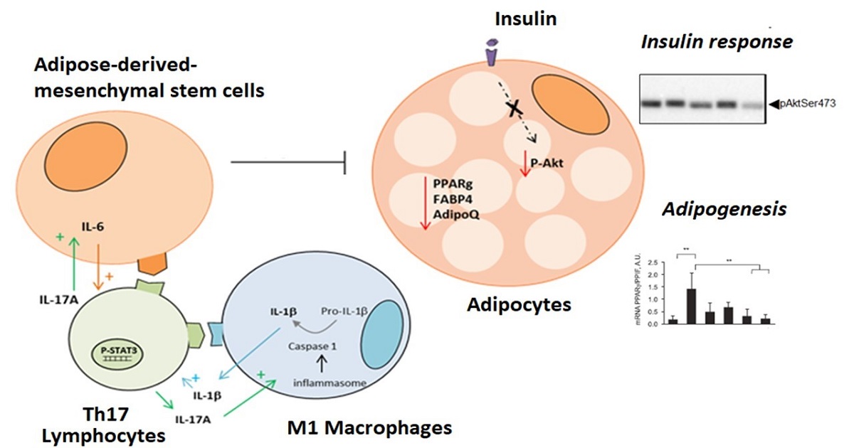 Graphical abstract